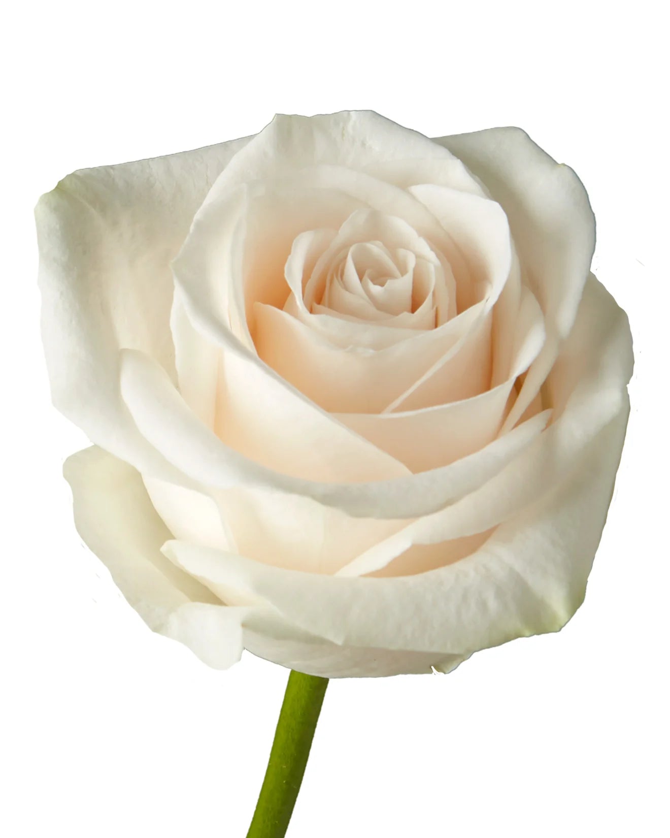 Rose Vandela Per Stem