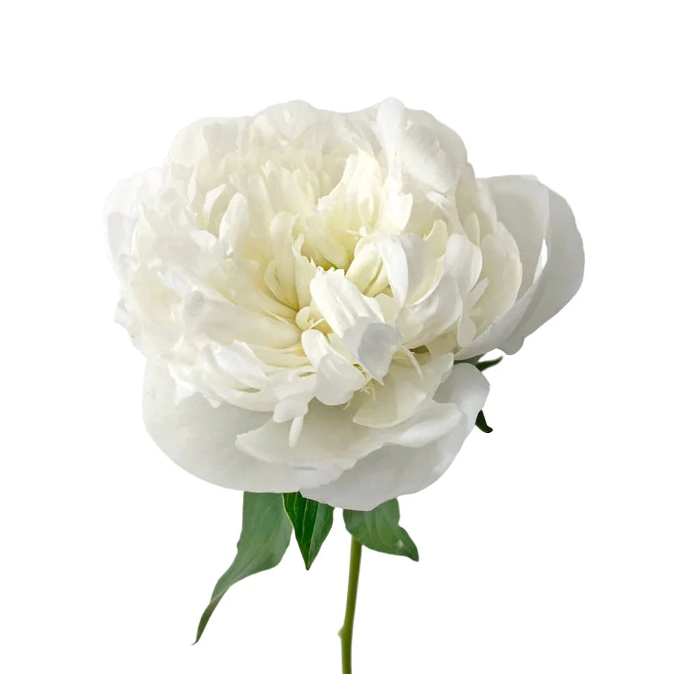 Peony White Per Stem
