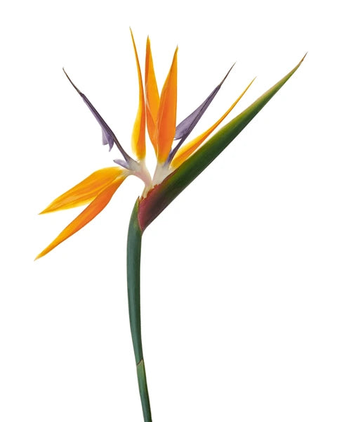 Birds Of Paradise Per Stem