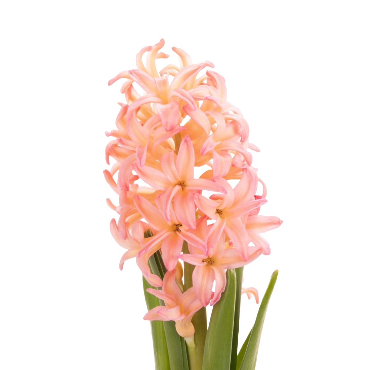 Hyacinthus Sweet Invitation Per Stem
