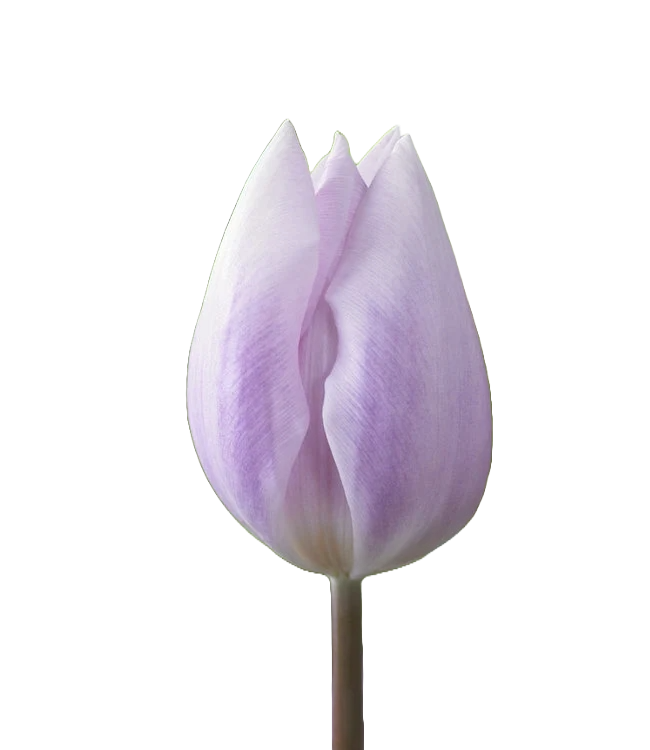 Tulip Lilac Per Stem