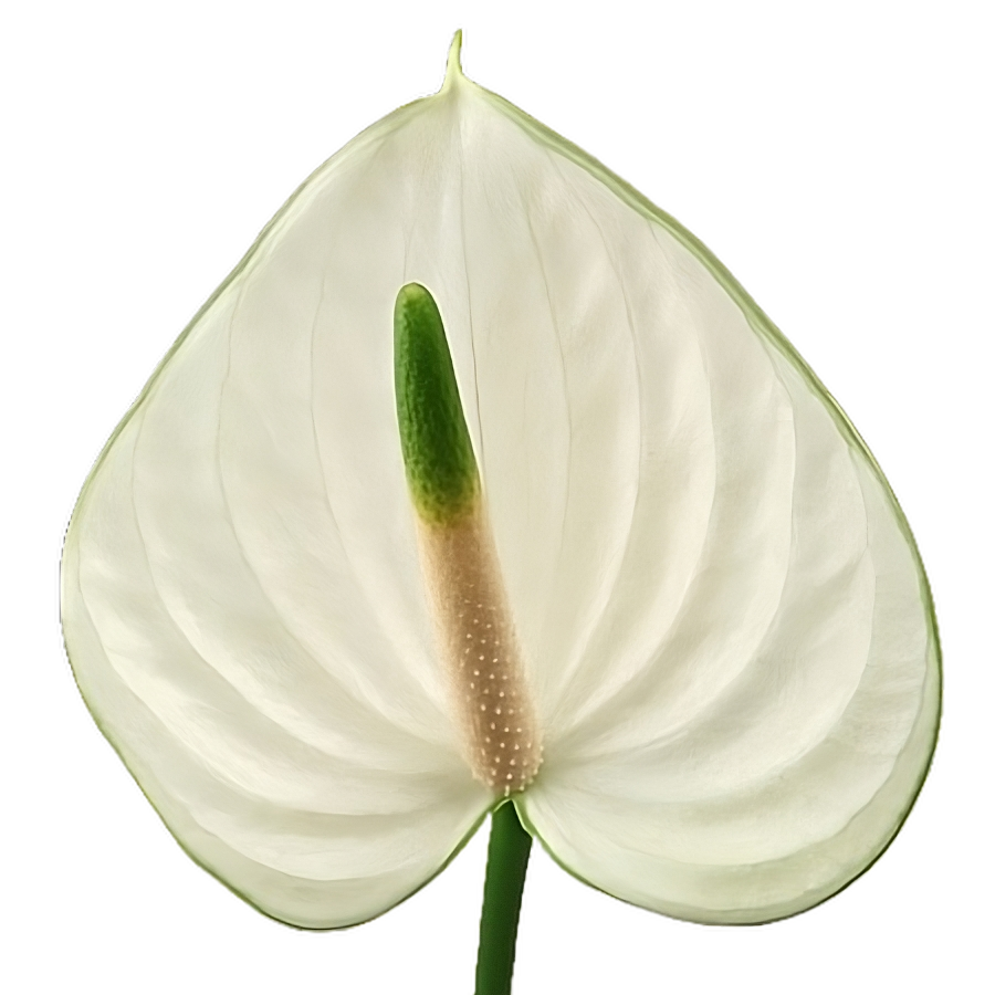 Anthurium Snowy Per Stem