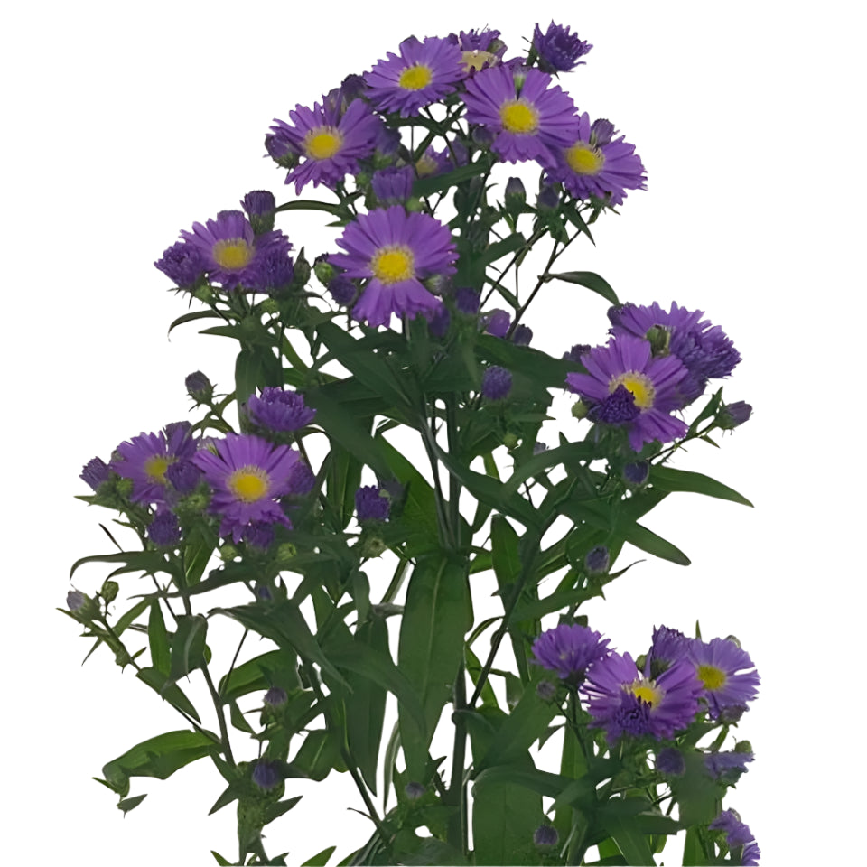 Aster Blue Per Stem