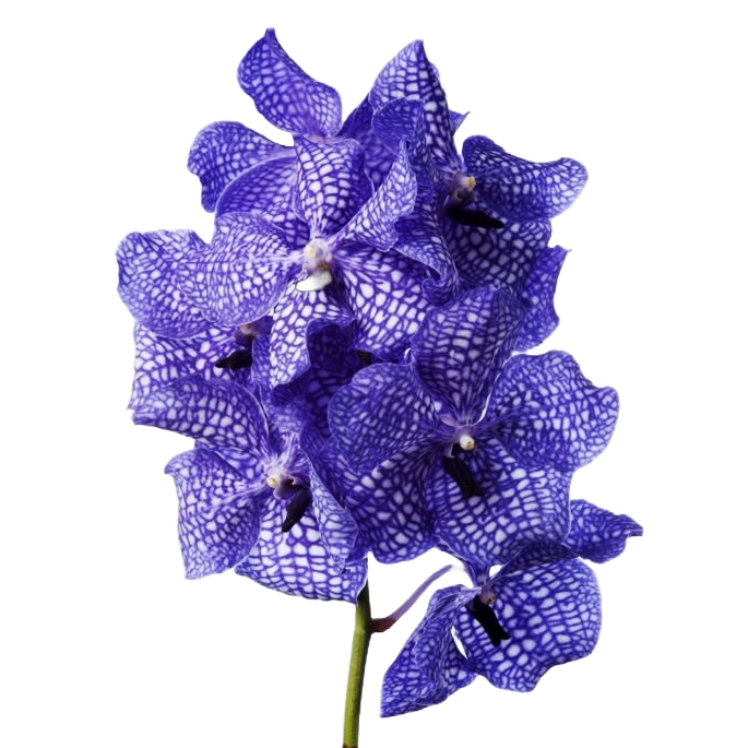 Vanda Delft Blue Per Stem