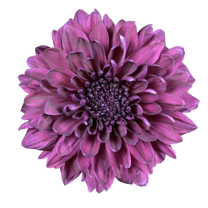 Chrysanthemum Dark Purple Per Stem