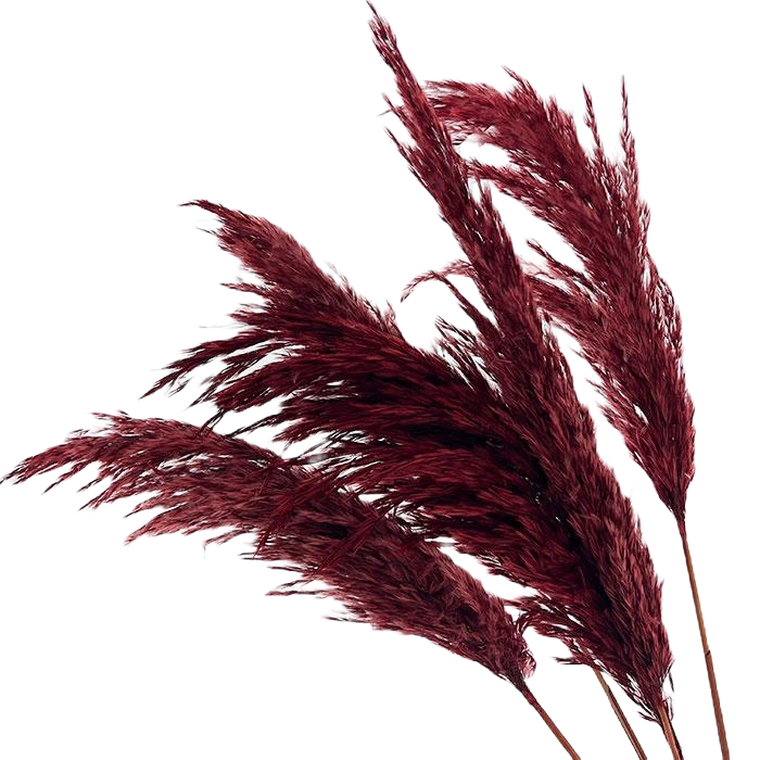 Pampass Dark Red Per Stem