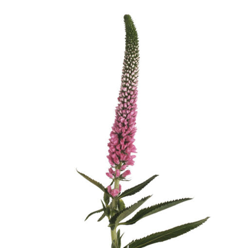 Veronica Pink Per Stem