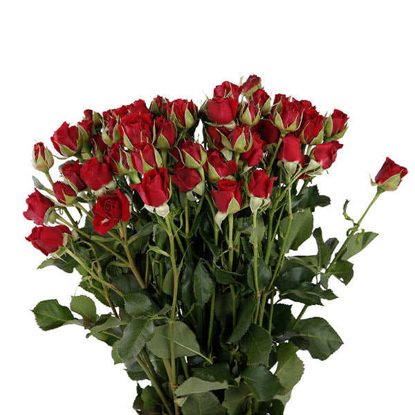 Spray Rose Red Per Stem