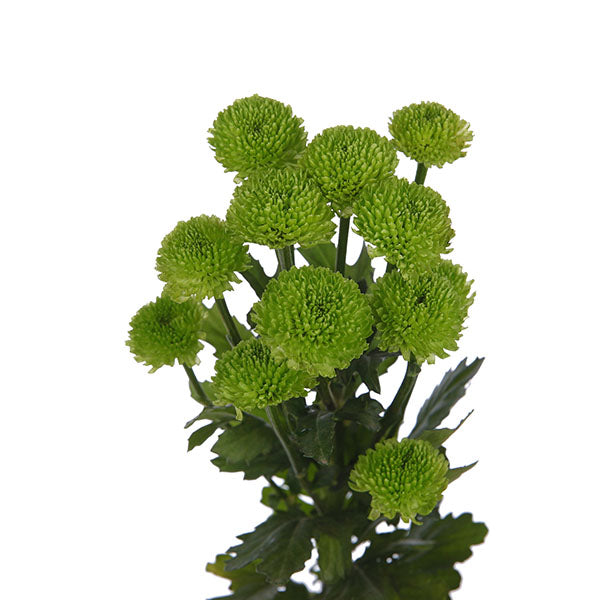 Chrysanthemum Country Green Per Stem