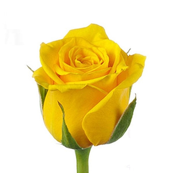 Rose Penny Lane Per Stem