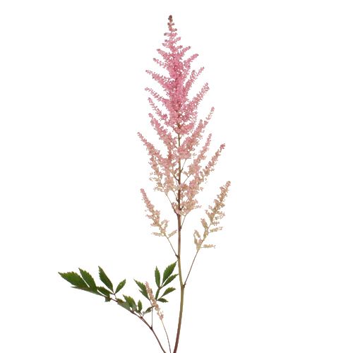 Astilbe Erika Per Stem