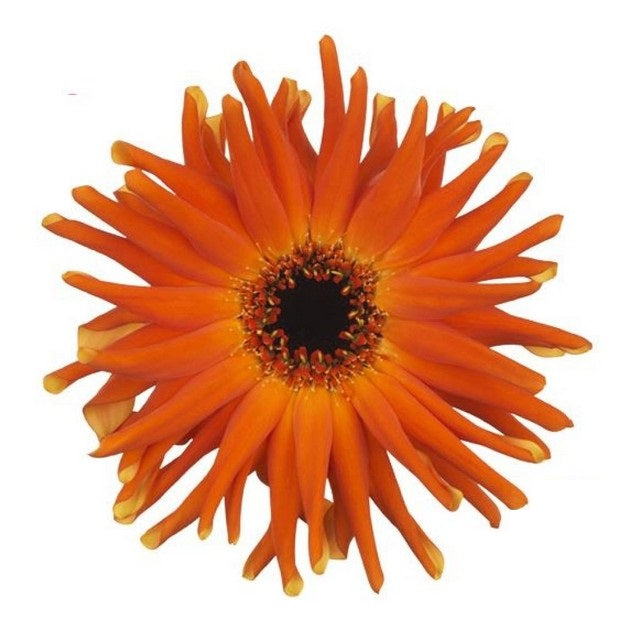 Gerbera Mini Pastini Emilia Per Stem