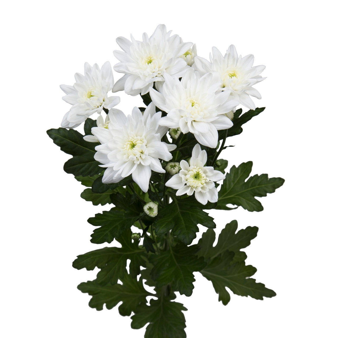 Chrysanthemum Pina Colada Per Stem