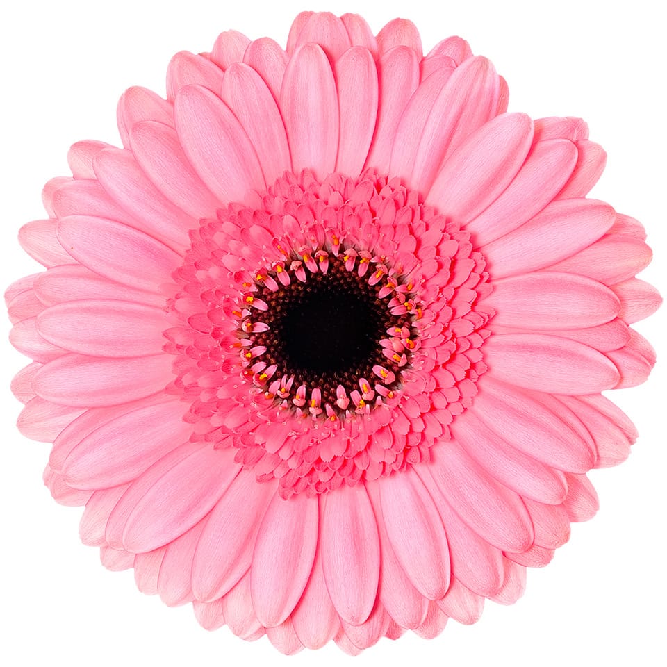Gerbera Mini Petticoat Per Stem