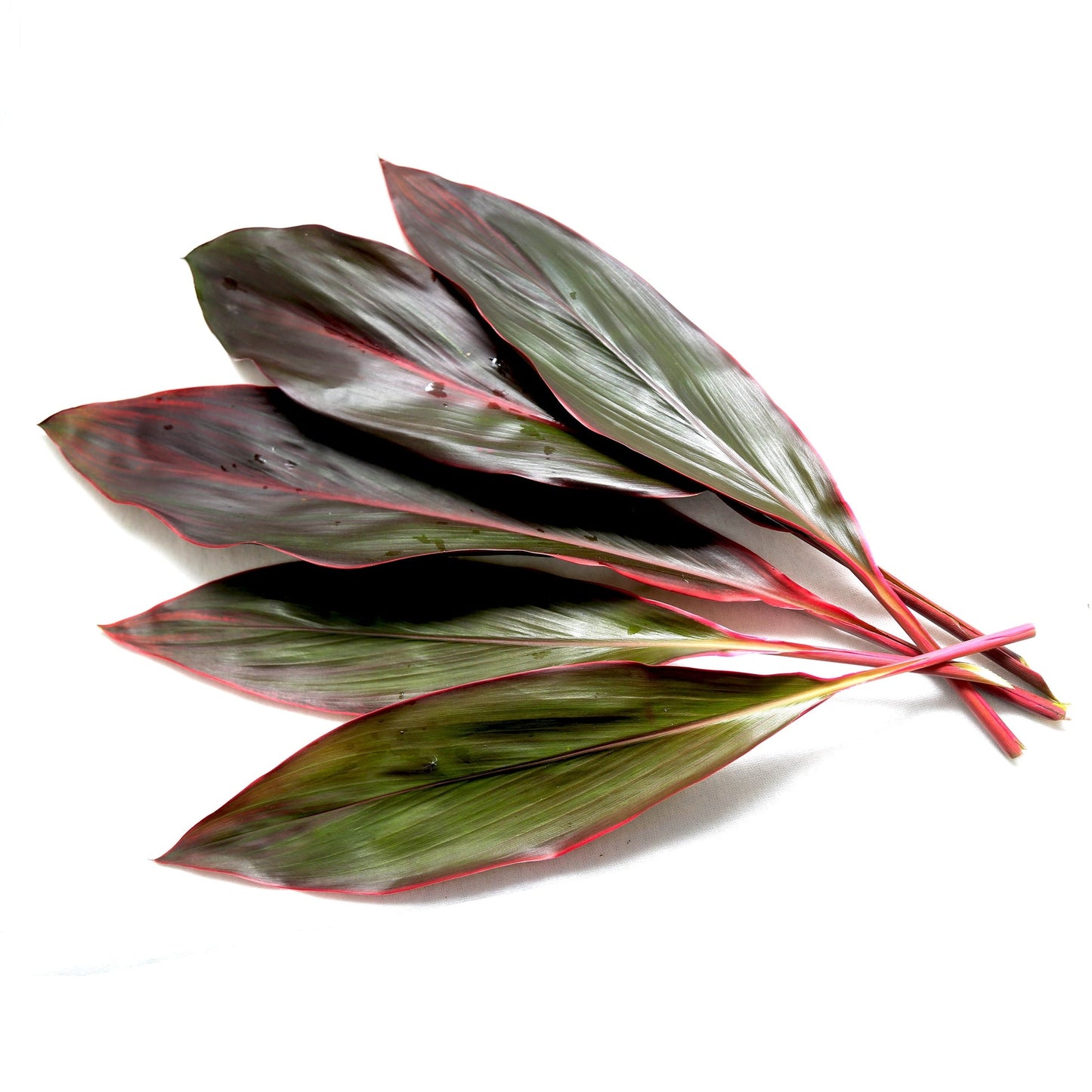 Cordyline Red Bunch Per Stem