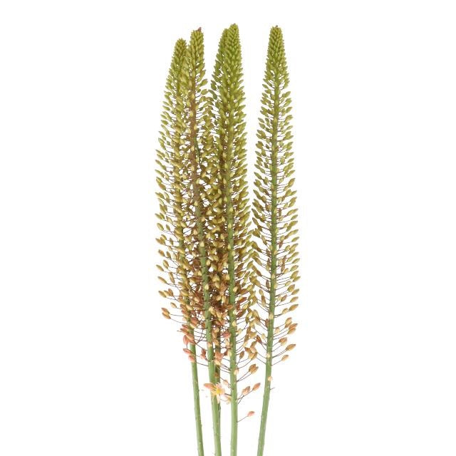 Eremurus Salmon Pink Per Stem
