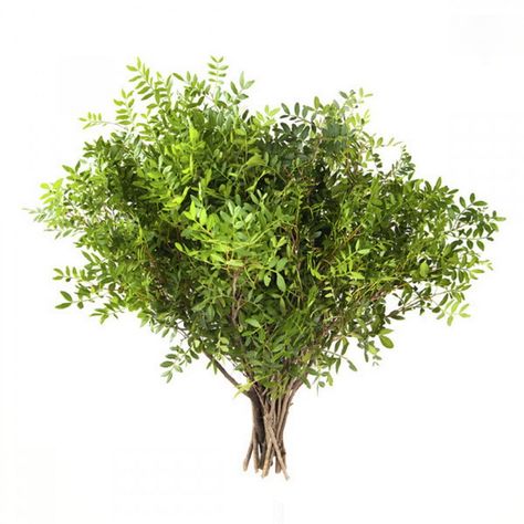 Pistacia Leaves Per Bunch