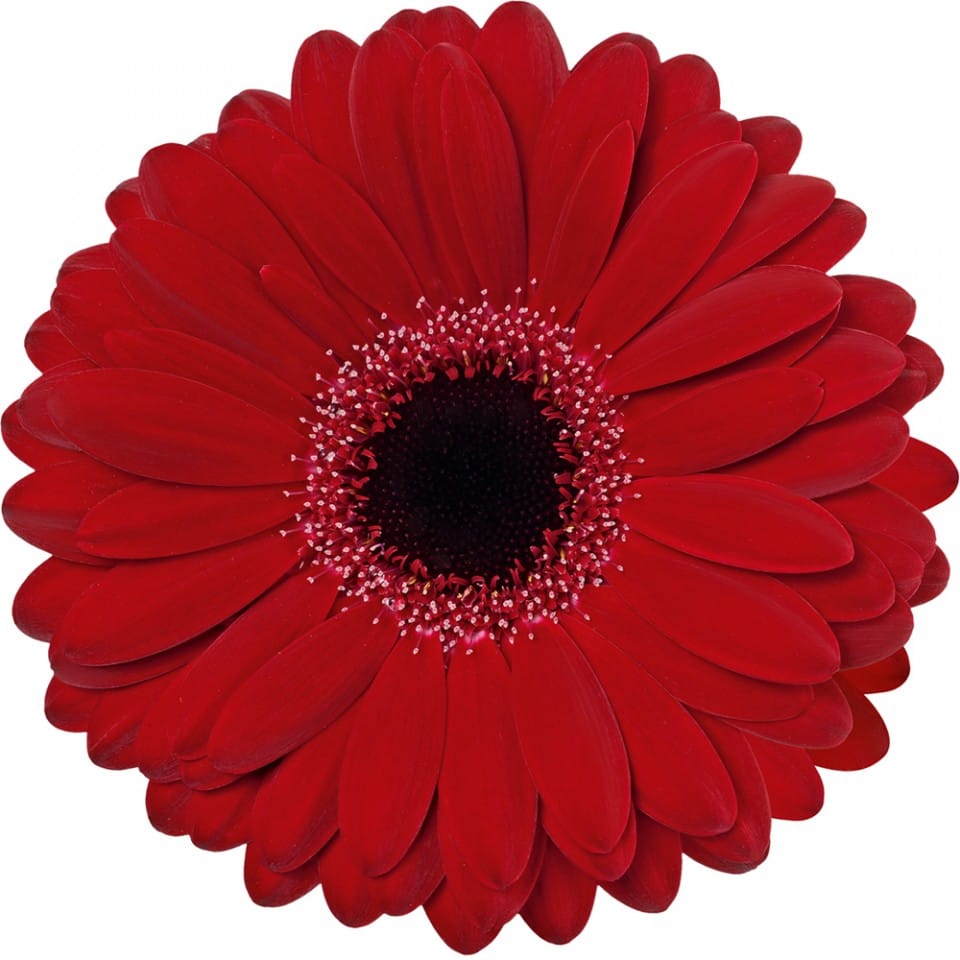Gerbera Red Per Stem