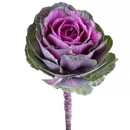 Brassica Purple Per Stem