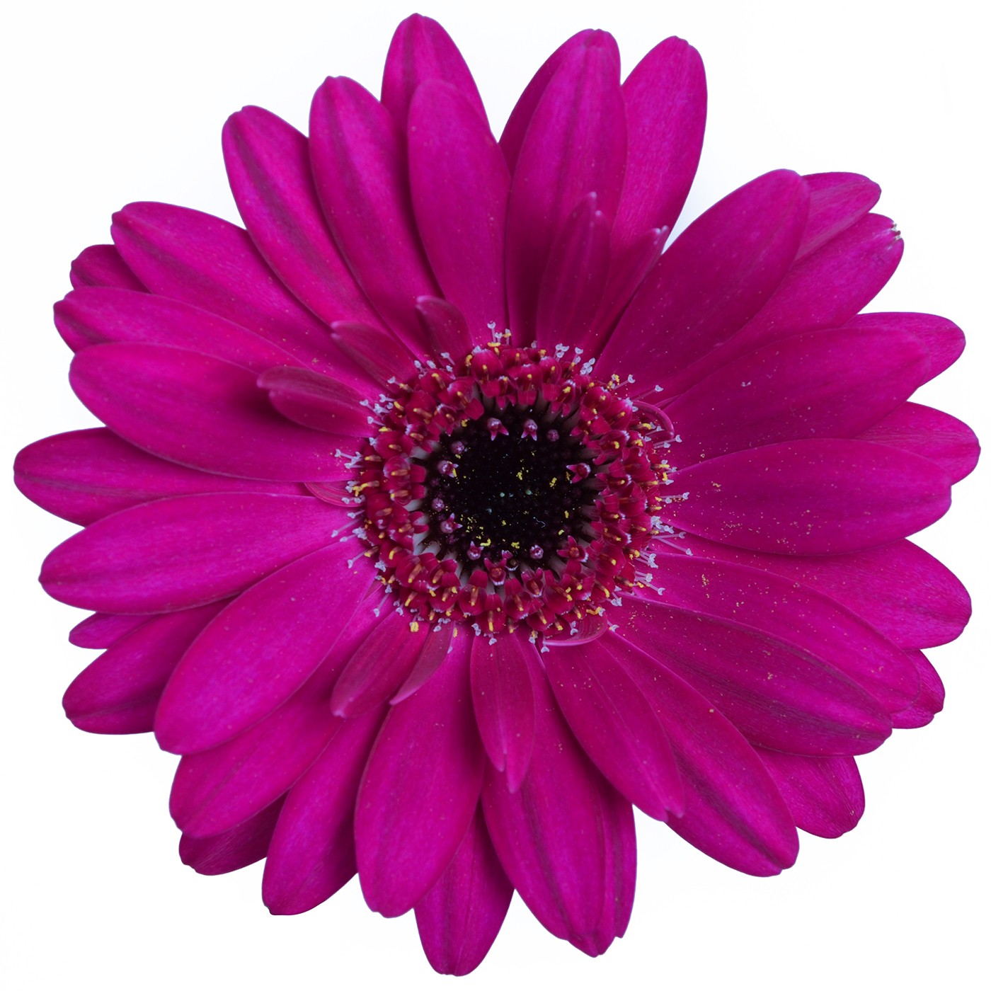 Gerbera Mini Navy Per Stem