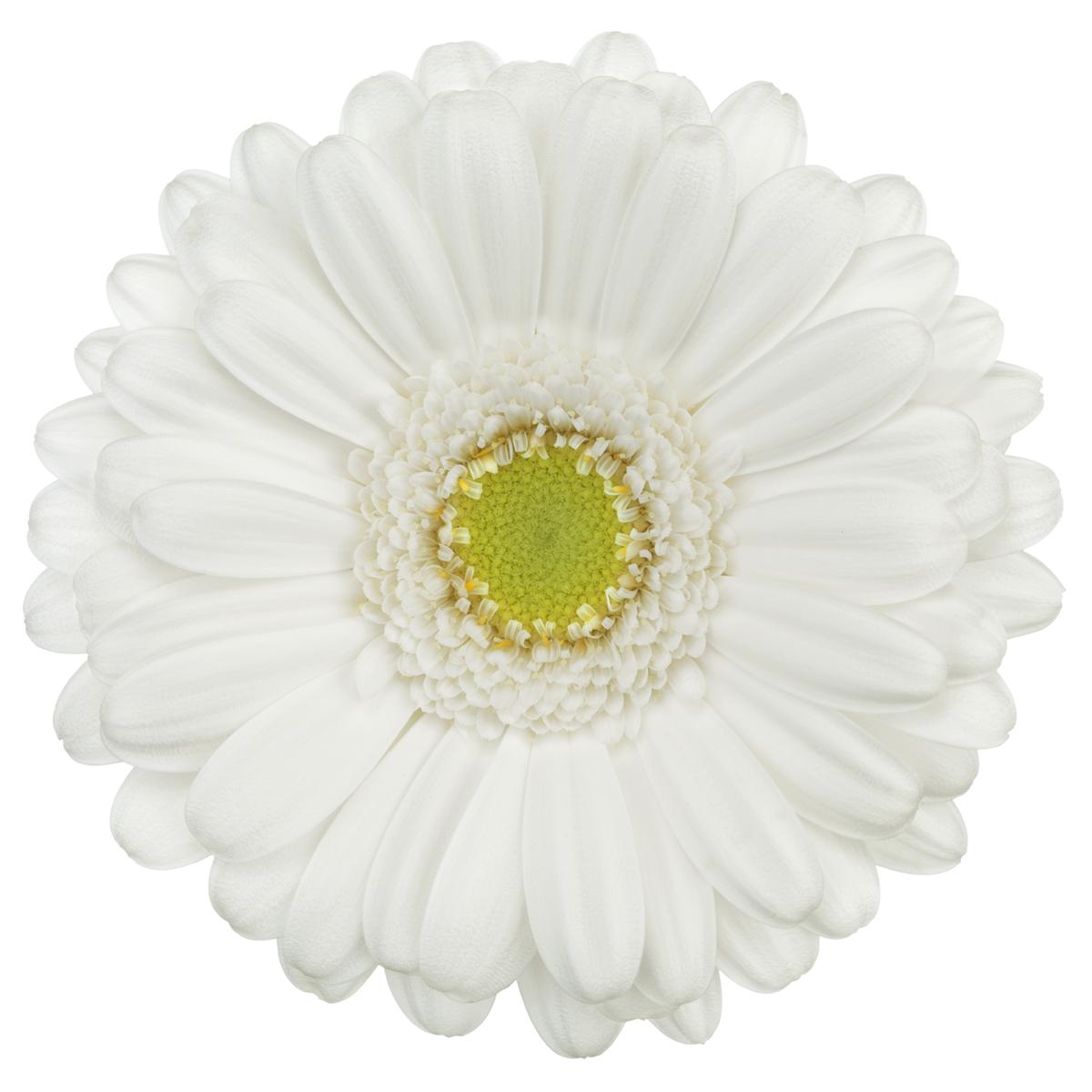 Gerbera Mini Opus Per Stem