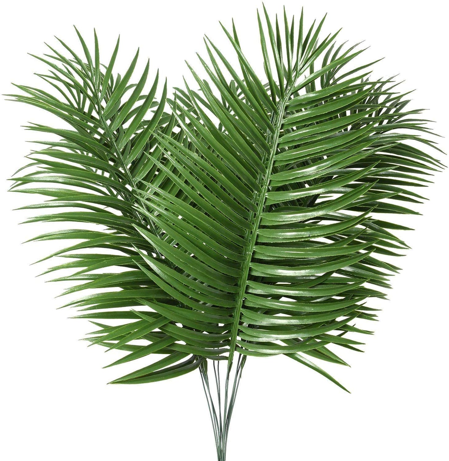 Areca Palm Per Bunch