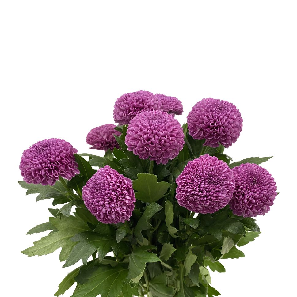 Chrysanthemum Pingpong Purple Per Stem