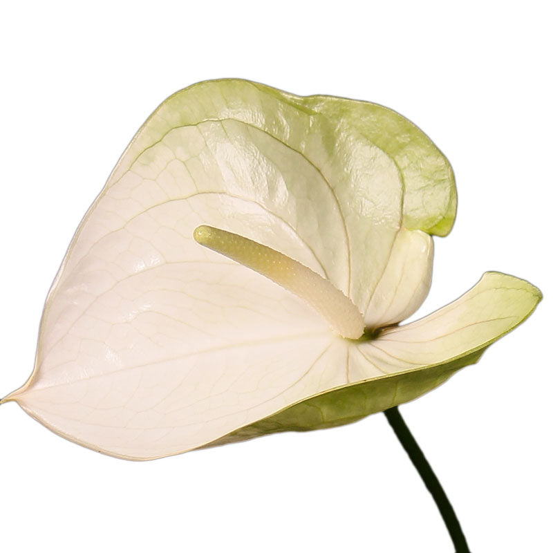 Anthurium Grace Per Stem
