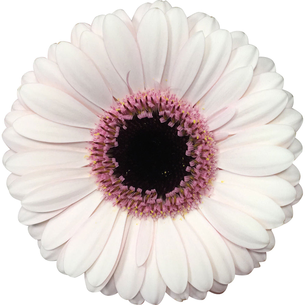 Gerbera Abby Lou Per Stem