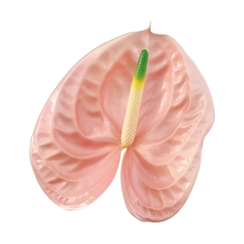 Anthurium Cheers Per Stem