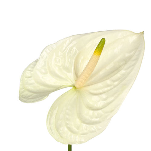 Anthurium Moments Per Stem