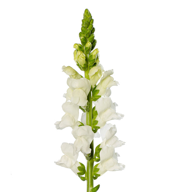 Antirrhinum White (Snapdragon) Per Stem