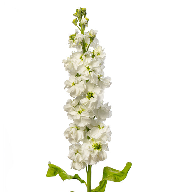 Matthiola White Per Stem