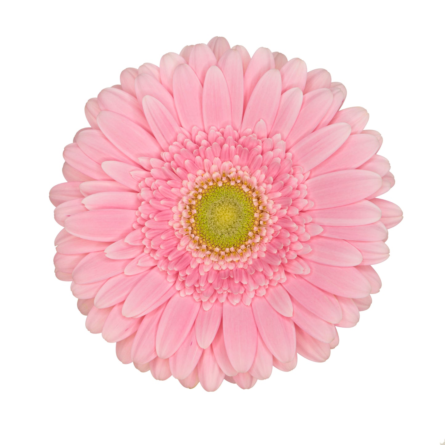 Gerbera Kitty Per Stem