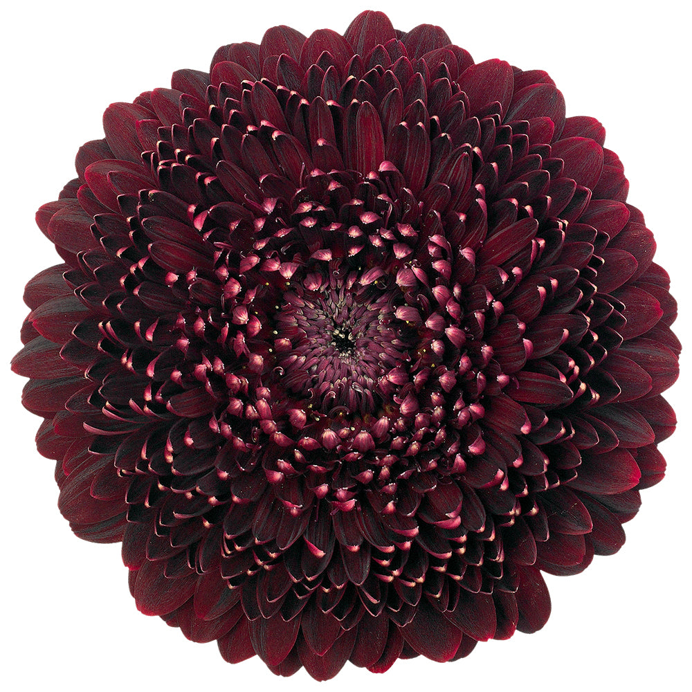 Gerbera Mini Pomponi Black Pearl Per Stem