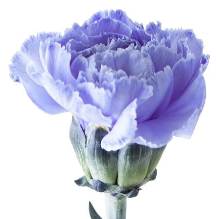 Carnation Painted Blue Lagoon Per Stem