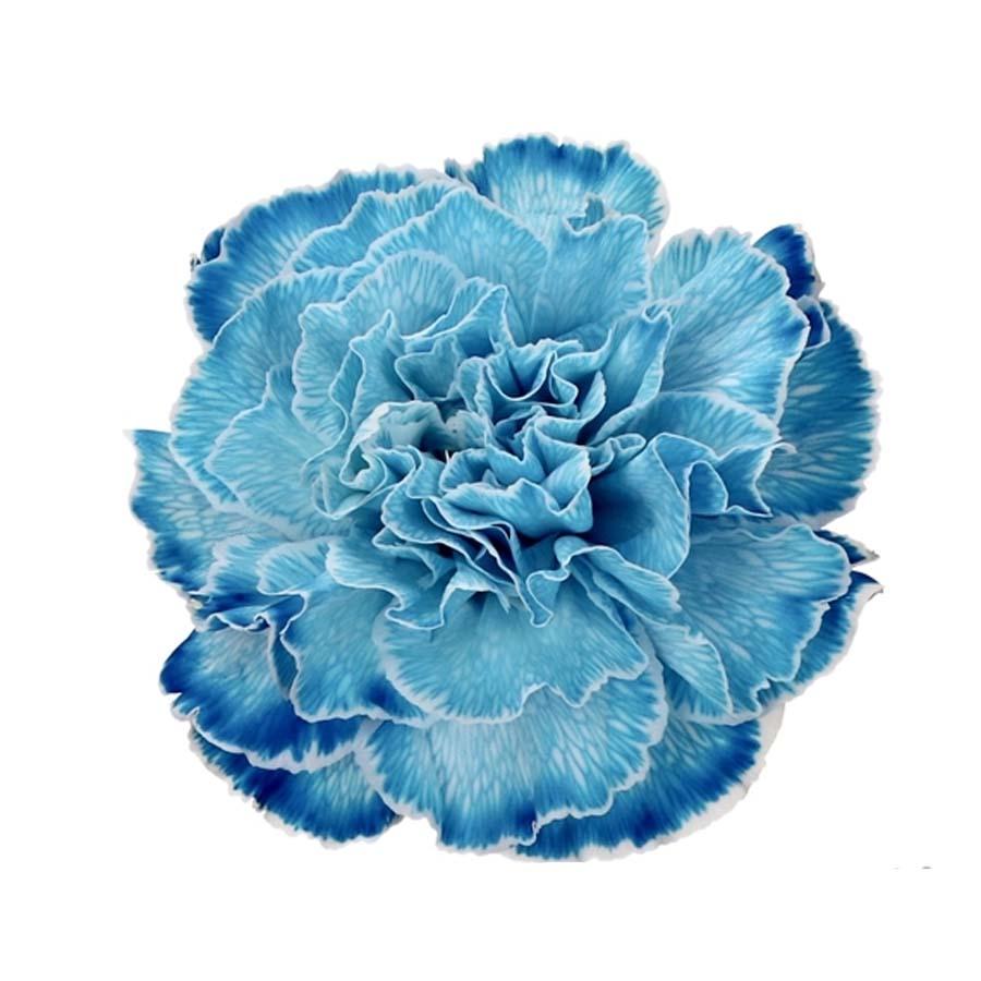 Carnation Single Painted Cote D'Azur Per Stem