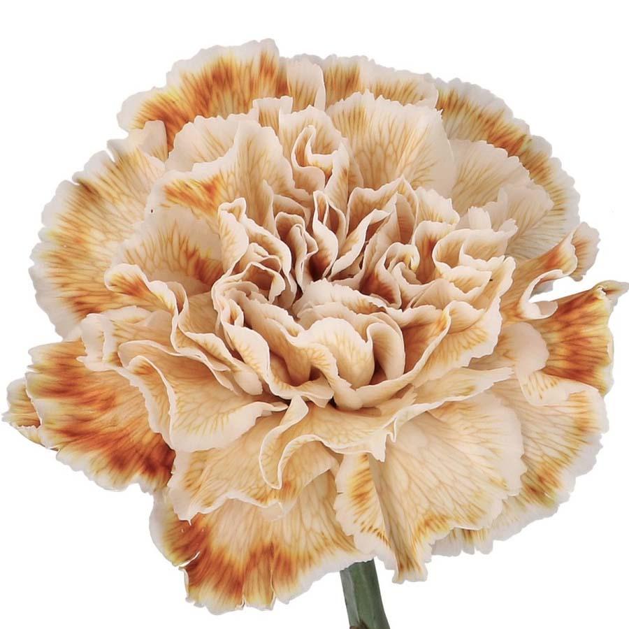 Carnation Single Painted Latte Per Stem