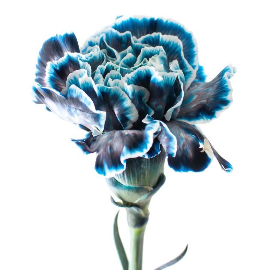 Carnation Navy Blue Per Stem