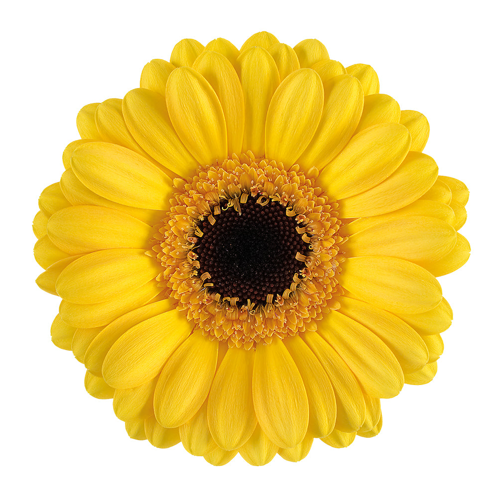 Gerbera Mini  Delmonte Per Stem