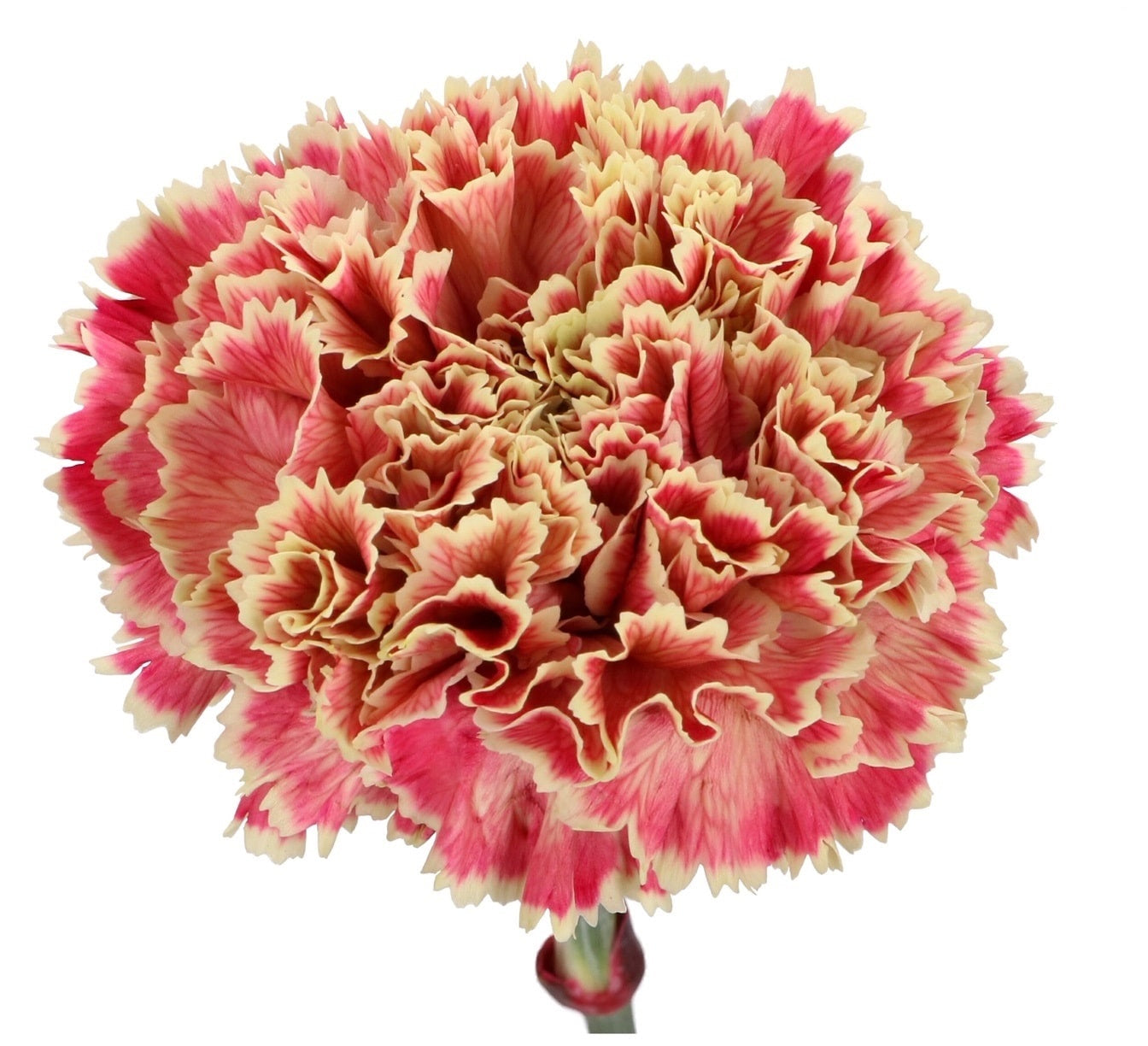 Carnation Painted Vip Pretty Pink Per Stem