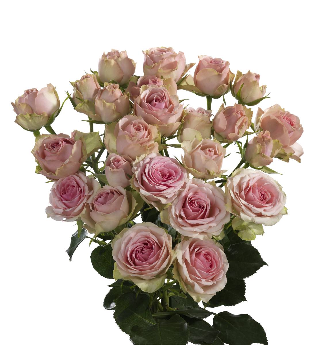 Spray Rose Pink Per Stem