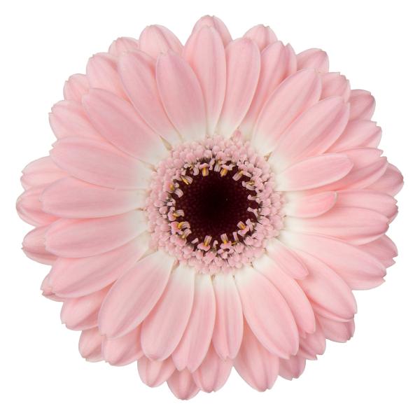 Gerbera Dixon Per Stem