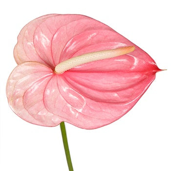 Anthurium Pink Per Stem