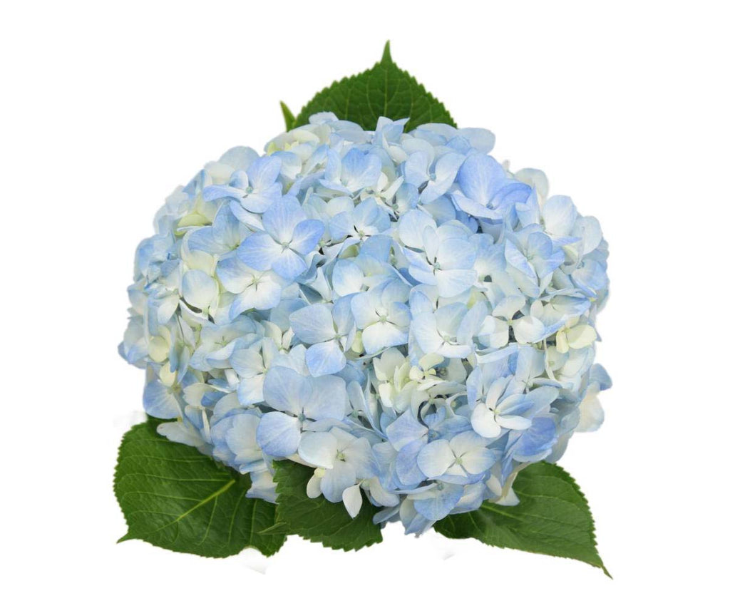 Hydrangea Blue Premium Per Stem