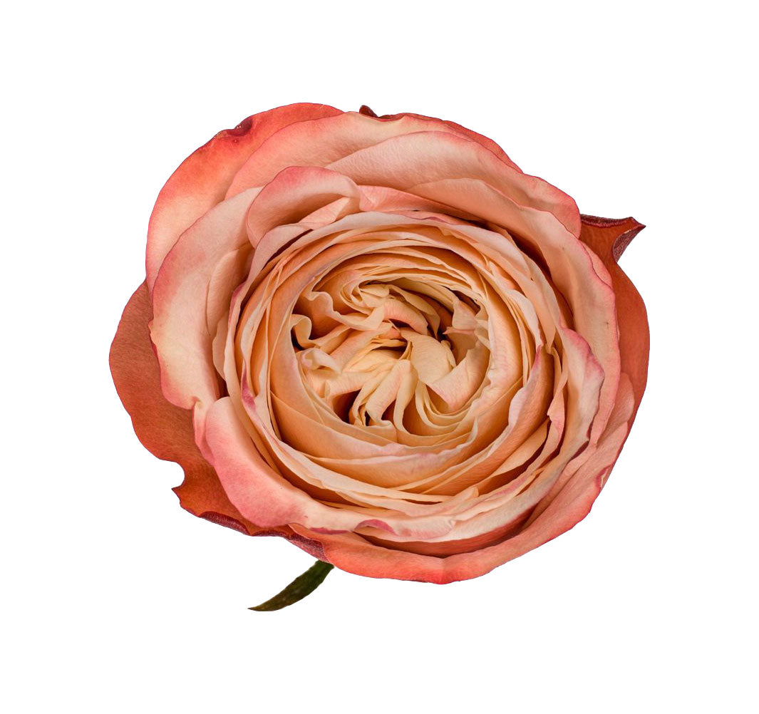 Rose Kahala Per Stem