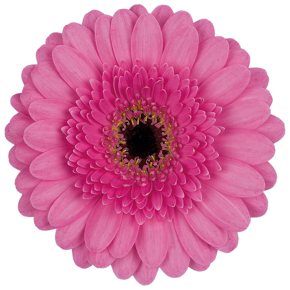 Gerbera Mini Kimi Per Stem