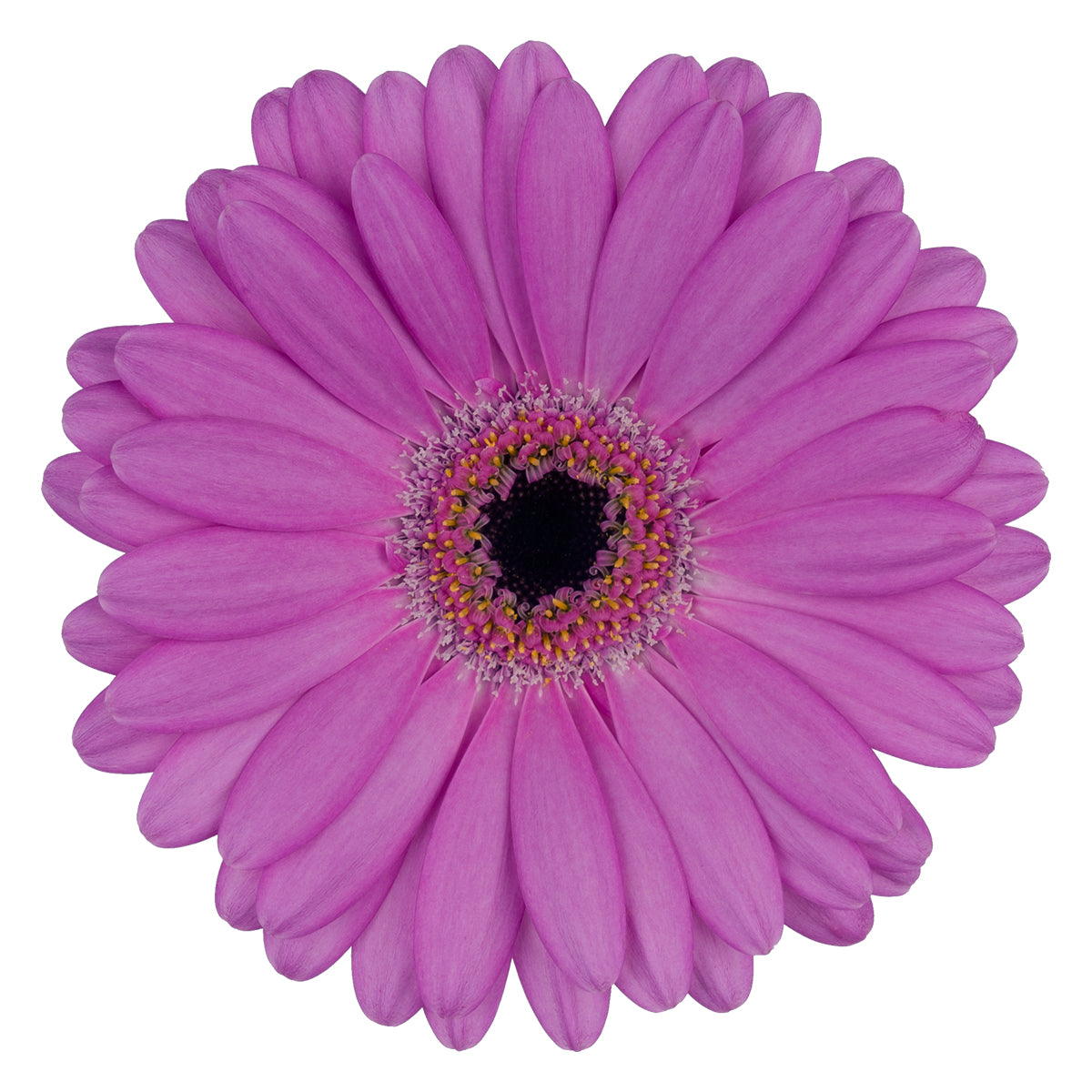 Gerbera Mini Lois Per Stem