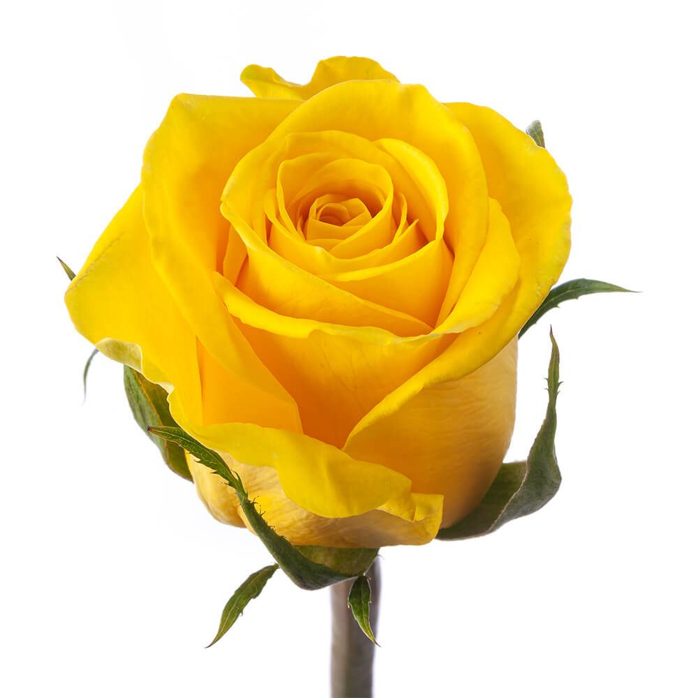 Rose Yellow Per Stem