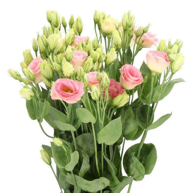 Lisianthus Rosita Champagne Per Stem